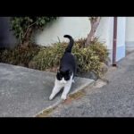 漁港の街でよく喋るハチワレ猫に出会った(YouTube)