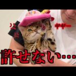 帽子の取り方が人間すぎる９歳になった猫(YouTube)