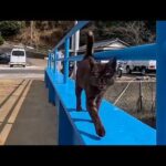 猫島到着!フェリーを降りると猫が桟橋まで迎えにきた(YouTube)