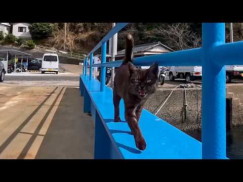 猫島到着!フェリーを降りると猫が桟橋まで迎えにきた(YouTube)