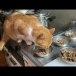 ララ爆発 ママさん優しいからニャン 2026.02.26 朝ご飯(YouTube)