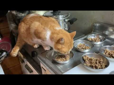 ララ爆発 ママさん優しいからニャン 2026.02.26 朝ご飯(YouTube)