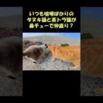 いつも喧嘩ばかりのタヌキ猫と茶トラ猫が鼻チューで仲直り？ #猫 #ねこ #cat(YouTube)