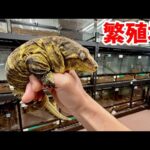 【世界最大のヤモリ】の繁殖場がヤバすぎた!!!(YouTube)