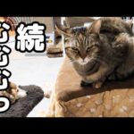 飼い主に毎朝挨拶をする姉猫が今日も出遅れてしまいました…(YouTube)