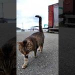 猫さん駆け寄って来た(YouTube)
