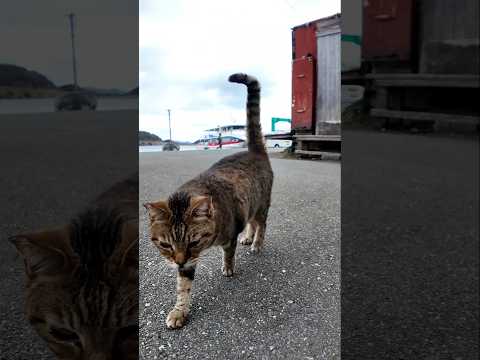 猫さん駆け寄って来た(YouTube)