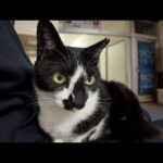 【猫ホテル】大浴場の前にあるベンチに猫がいたので隣に座って撫でると膝の上に乗ってきた(YouTube)