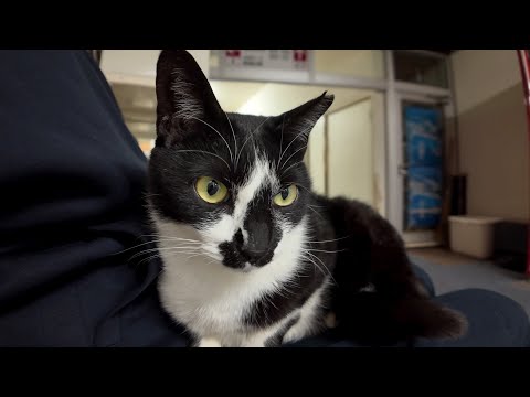 【猫ホテル】大浴場の前にあるベンチに猫がいたので隣に座って撫でると膝の上に乗ってきた(YouTube)