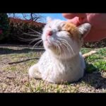 公園の猫ちゃん頭を撫でるとゴロゴロ喜んだ、そしていつもの東屋に向かった(YouTube)