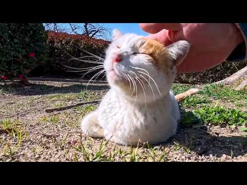 公園の猫ちゃん頭を撫でるとゴロゴロ喜んだ、そしていつもの東屋に向かった(YouTube)