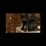 ララちんお笑い担当 ママさん頑張る朝ごはん(YouTube)