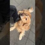 スタバひまひまやだやだやだ #ゴールデンレトリバー(YouTube)