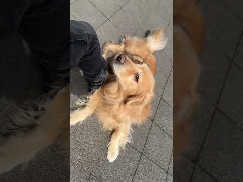 スタバひまひまやだやだやだ #ゴールデンレトリバー(YouTube)