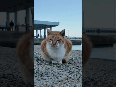 漁港の猫さん(YouTube)