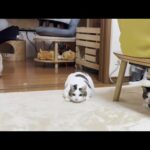 これだけ機敏に動けるのに痩せてなさそうな猫(YouTube)