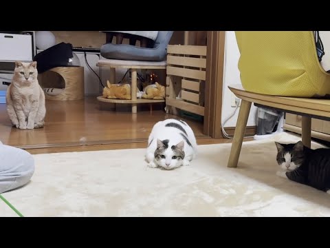 これだけ機敏に動けるのに痩せてなさそうな猫(YouTube)