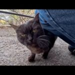 細道の棚の上にいた猫を撫でたら…嬉しそうに降りてきて足元に甘えてきた(YouTube)