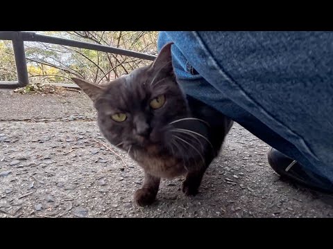 細道の棚の上にいた猫を撫でたら…嬉しそうに降りてきて足元に甘えてきた(YouTube)