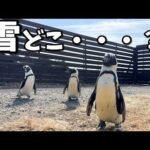 雪積もったと思って外出たら溶けてた時のペンギンの反応(YouTube)