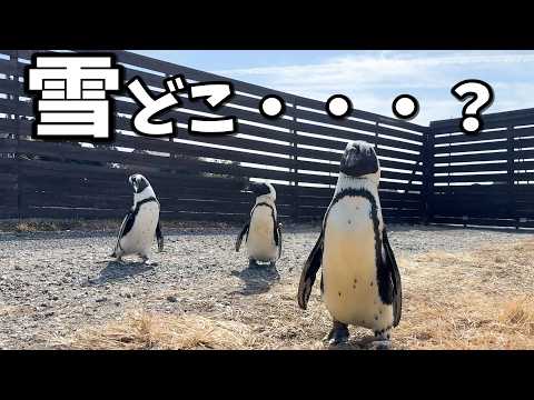 雪積もったと思って外出たら溶けてた時のペンギンの反応(YouTube)