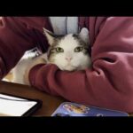 仲が良すぎるモフモフ猫と甘えん坊猫(YouTube)