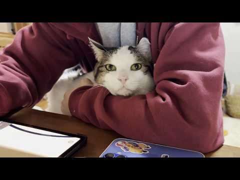 仲が良すぎるモフモフ猫と甘えん坊猫(YouTube)