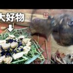 いただいたおやつが美味しすぎて、デグーたちで喧嘩勃発！？PAWの動物たち大喜びの様子🐹(YouTube)