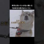 雪が大好きな柴犬は吹雪を目の前に… #shibainu #犬のいる生活 #青森(YouTube)