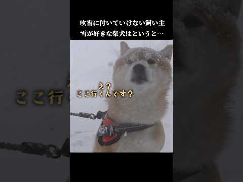 雪が大好きな柴犬は吹雪を目の前に… #shibainu #犬のいる生活 #青森(YouTube)