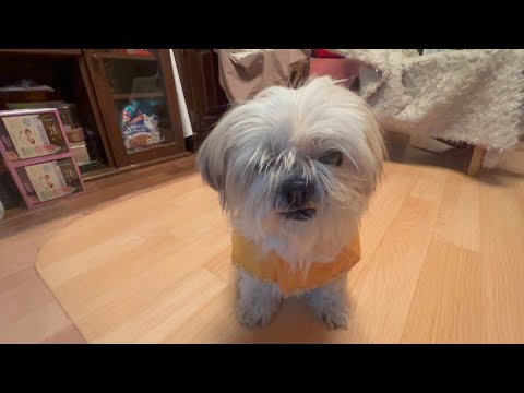 ナナちゃん虹の橋へ旅立ちました(YouTube)