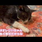 おれねおじいちゃんなの忘れてた  ぬくぬくしあわせだよ  みんな優しいココ  2026 02 12 1(YouTube)