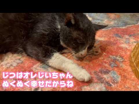 おれねおじいちゃんなの忘れてた  ぬくぬくしあわせだよ  みんな優しいココ  2026 02 12 1(YouTube)