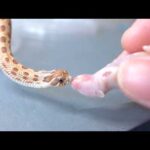 これは赤ちゃんヘビには大きすぎるか？(YouTube)