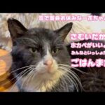 さむいだからねホカペがいいよってみんながね  ごはんまだ？  大雪で一花ちゃん面会お休です   2026 02 08 2(YouTube)