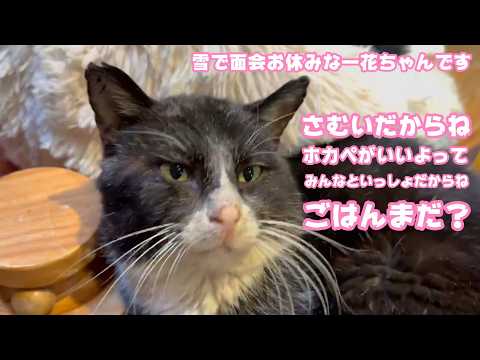 さむいだからねホカペがいいよってみんながね  ごはんまだ？  大雪で一花ちゃん面会お休です   2026 02 08 2(YouTube)