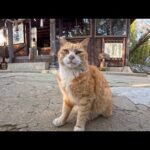 猫島の路地裏で出会った猫「向こうにもっといい撮影スポットがあるニャン!付いてくるニャン!」(YouTube)