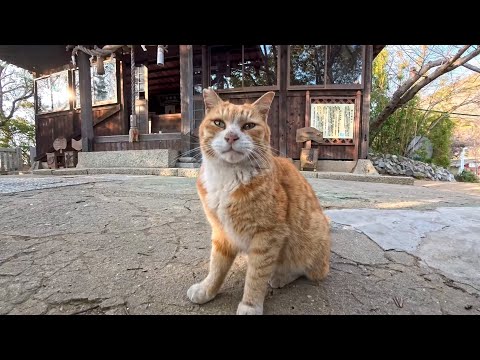 猫島の路地裏で出会った猫「向こうにもっといい撮影スポットがあるニャン!付いてくるニャン!」(YouTube)