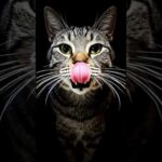 2026年2月15日(YouTube)