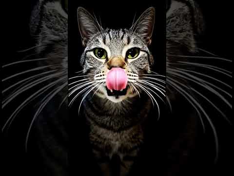 2026年2月15日(YouTube)