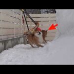 大雪の翌日、柴犬はなぜか毎回こうなる(YouTube)