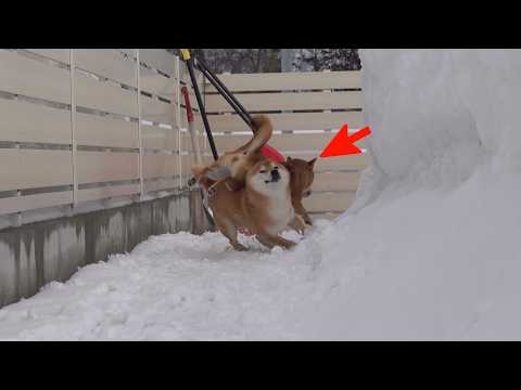 大雪の翌日、柴犬はなぜか毎回こうなる(YouTube)