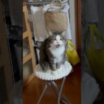 オデコ、にゃー、かわいい、ニャー(YouTube)