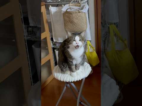 オデコ、にゃー、かわいい、ニャー(YouTube)