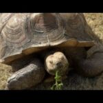 カメさんぽ(YouTube)