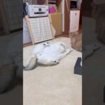 あっあっちょっと待って(YouTube)