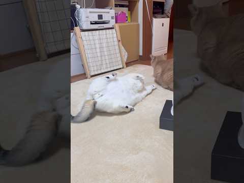 あっあっちょっと待って(YouTube)