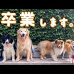 【大事なお知らせ】ワンちゃんたちの卒業について&夕方にみんなでお散歩をしました🐕(YouTube)