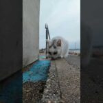 頭にλ模様の猫ちゃん(YouTube)