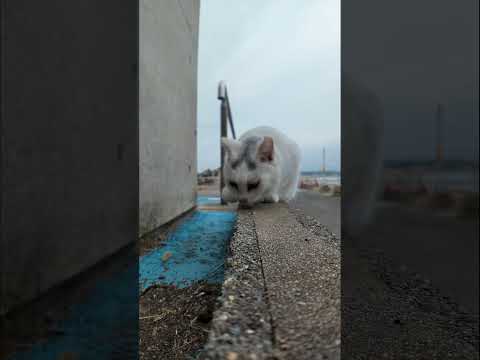 頭にλ模様の猫ちゃん(YouTube)